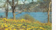 Wordsworths Daffodils, Ullswater,  Lake District  - Used Postcard - Stamped - UK10 - Windermere