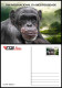 GUINEA BISSAU 2023 - STATIONERY CARD - CHIMPANZEE CHIMPANZE CHIMPANZEES CHIMPANZES APE APES MONKEY MONKEYS - Scimpanzé