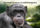 GUINEA BISSAU 2023 - STATIONERY CARD - CHIMPANZEE CHIMPANZE CHIMPANZEES CHIMPANZES APE APES MONKEY MONKEYS - Chimpancés