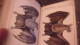 Delcampe - EO 1830   ‎MEYRANX M.‎ ‎Résumé De Mammalogie Ou D’histoire Naturelle Des Mammifères 48  PLANCHES COULEURS - 1801-1900
