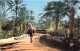 AFRIQUE - ALGERIE - SCENES ET TYPES - Une Route Dans L'oasis - Carte Postale Ancienne - Scenes