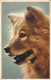 CPA - Portrait De CHOW CHOW  - Chien - CARTE POSTALE ANCIENNE - Dogs