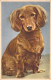 CPA - Portrait De Chien - CARTE POSTALE ANCIENNE - Hunde