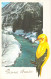 NOEL - Nouvel An - Oiseau Multicolore Et Rivière - Carte Postale Ancienne - Neujahr