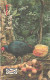 Malaysia:Used Phonecard, Malaysia, 10 $, Bird - Passereaux