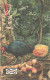 Malaysia:Used Phonecard, Malaysia, 10 $, Bird - Songbirds & Tree Dwellers