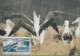 TAAF N° 270/272 FAUNE SUR 3 CARTES MAXIMUM - FDC