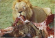 Mozambique  & Marcofilia, Gorongosa, Lion, Chitendo A Lisboa 1973 (43) - Mozambique