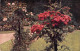 Arbre - Rosiers - Carte Postale Ancienne - Bäume