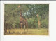 South Africa GIRAFFE Postcard Air Mail To GB 1979 Stamps Cover - Giraffes