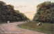 ANGLETERRE - Bushy Park - Chestnut Avenue - Carte Postale Ancienne - Autres & Non Classés