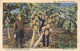 ETATS-UNIS - Gian Papaya In Florida - Plantation Near West Palm Beach - Carte Postale Ancienne - Other & Unclassified