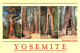 Parc National De Yosemite - Mariposa Grove - Multivues - Yosemite