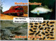 8-8-2023 (1 T 46) Australia - NT - Outback Australia - Train - Fish - Crocodile - Insects - Sin Clasificación