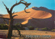 CPSM Namibia-Star Sand Dune At Sossusvlei Nabi Naukluft Park-Namib Desert-Beau Timbre    L2334 - Namibie