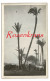 Carte Photo Gizeh Village Vallee Du Nil Cairo Real Photo +/- 1918 Agypten Egitto Egypt CPA Carte Postale Old Postcard - Sphynx