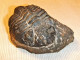 TRILOBITES, ELLIPSOCEPHALUS HOFFI, SAHARA - Fossilien
