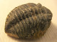 Delcampe - TRILOBITES, ELLIPSOCEPHALUS HOFFI, SAHARA - Fossils