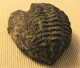 Delcampe - TRILOBITES, ELLIPSOCEPHALUS HOFFI, SAHARA - Fossilien