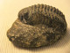 Delcampe - TRILOBITES, ELLIPSOCEPHALUS HOFFI, SAHARA - Fossilien