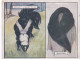 Animals & Their Furs 1929 - No22 Skunk  - Wills Cigarette Card - Original Card - Large Size - Wills