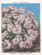 Garden Flowers 2nd Series 1939 - 2 Allysium  - Wills Cigarette Card - Original Card - Large Size - Wills