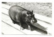 POSTCARD HIPPO - HUNGARY - BUDAPEST (huc700) - Hippopotames