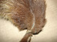 Delcampe - Vintage Real Fox Fur Brown Leather Collar 105cm(41'') #0287 - Hoofddoeken En Sjaals