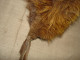 Delcampe - Vintage Real Fox Fur Brown Leather Collar 105cm(41'') #0287 - Fulares