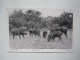 UGANDA GAME WART HOG POSTCARD - Oeganda