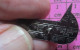 1115B Pin's Pins / Beau Et Rare / SPORTS / VOILE VOILIER REGATE ST CYPRIEN LA CARAMBOLE - Segeln