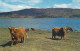 AK 152788 Highland Cattle By The Loch Side - Taureaux