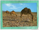 LANZAROTE CAMELLOS LA ISLA DE LOS VOLCANES - Lanzarote