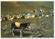 DONKEYS AND CAMELS, LANZAROTE, CANARY ISLANDS, SPAIN. UNUSED POSTCARD   Wp7 - Lanzarote