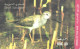 United Arab Emirates:Used Phonecard, 30 DHS., Bird, Terek Sandpiper - Pájaros Cantores (Passeri)