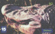 Brazil:Brasil:Used Phonecard, Telefonica, 30 Units, Alligator, Melanosuchus Niger, 2001 - Krokodile Und Alligatoren