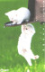 Japan:Used Phonecard, NTT, 105 Units, Cat, Kittens On Mailbox - Cats