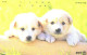 Japan:Used Phonecard, NTT, 50 Units, Dogs, Puppies - Chiens