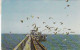 AK 153939 USA - Massachusetts - Cape Cod Sea Gulls - Cape Cod