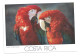 Lote 3 Postales Postcards  - Mono Titi Y Aves Tropicales – Tema: Fauna – Costa Rica – Sin Uso - Collections & Lots