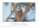 Lote 3 Postales Postcards  - Mono Titi Y Aves Tropicales – Tema: Fauna – Costa Rica – Sin Uso - Collections & Lots