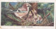 Birds & Their Young 1938,  Players Cigarette Card - 21 Female Jay - Player's