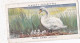 Birds & Their Young 1938,  Players Cigarette Card - 38 Female Mute Swan - Player's