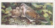 Birds & Their Young 1938,  Players Cigarette Card - 11 Female Turtle Dove - Player's