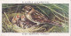 Birds & Their Young 1938,  Players Cigarette Card - 3 Female Reed Bunting - Player's