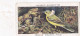 Birds & Their Young 1938,  Players Cigarette Card - 42 Male Yellow Wagtail - Player's