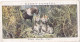 Birds & Their Young 1938,  Players Cigarette Card - 27 Ring Ouzel - Player's