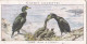 Birds & Their Young 1938,  Players Cigarette Card - 29 Shag - Player's