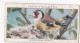 Birds & Their Young 1938,  Players Cigarette Card - 15 Goldfinch - Player's