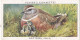 Birds & Their Young 1938,  Players Cigarette Card - 10 Dotterel - Player's